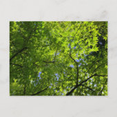 夏のカエデ ポストカード (正面)