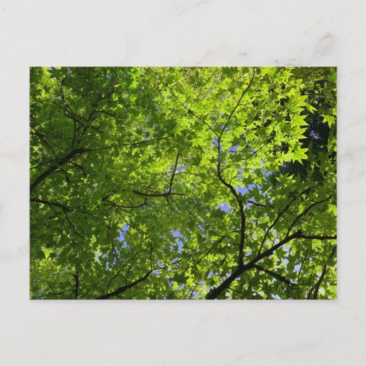 夏のカエデ ポストカード (正面)