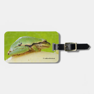 夏のカボチャにかわいいパシフィックツリーカエル ラゲッジタグ