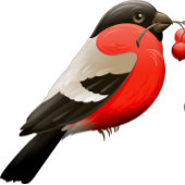 夏のシャツは赤い黒の鳥で印刷された Tシャツ