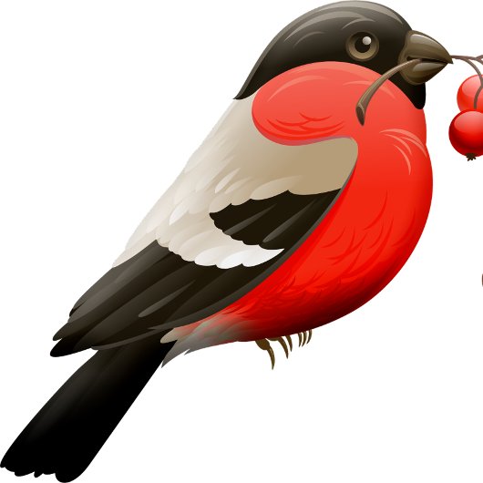 夏のシャツは赤い黒の鳥で印刷された Tシャツ