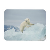 夏のシロクマ マグネット (横)