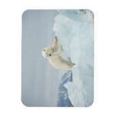 夏のシロクマ マグネット (縦)