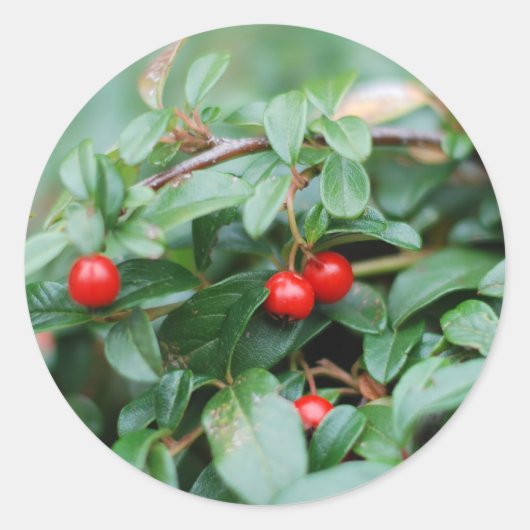 夏のステッカー ラウンドシール (正面)