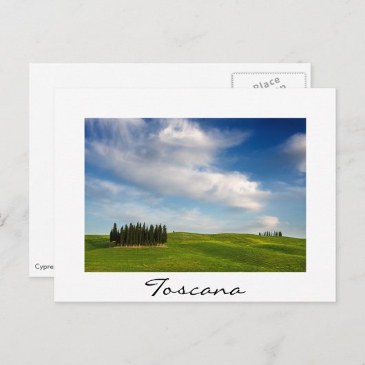 夏のトスカーナのヒノキの木 ポストカード (正面/裏面)