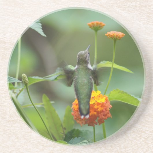 夏のハマー コースター (正面)