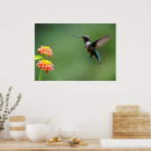 夏のハマー ポスター (キッチン)