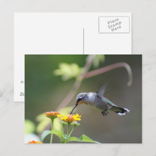 夏のハマー ポストカード (正面/裏面)