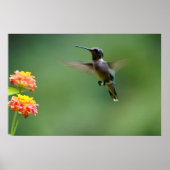 夏のハミング ポスター (正面)