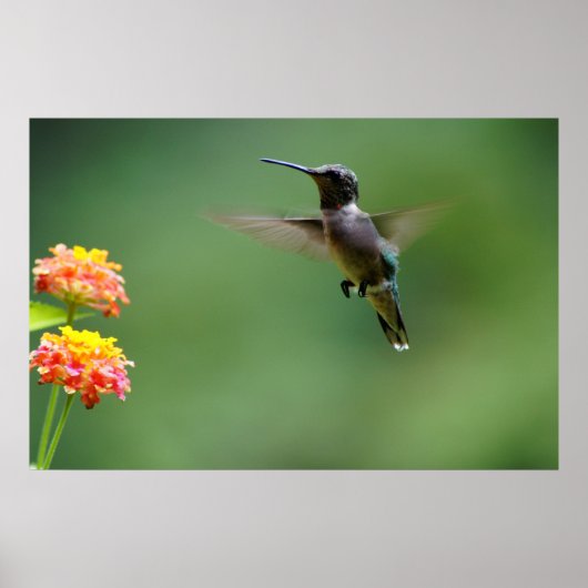 夏のハミング ポスター (正面)