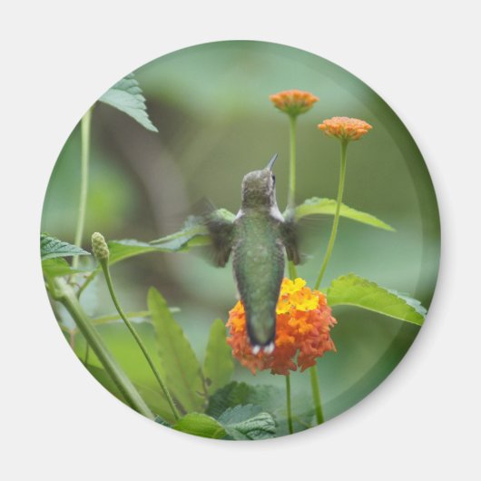 夏のハミング マグネット (正面)