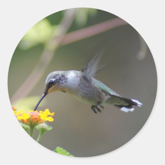 夏のハミング ラウンドシール (正面)