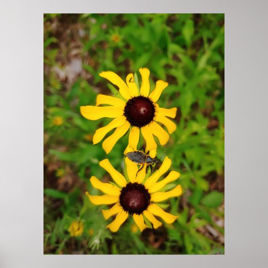 夏のハート- Ken Gage写真 ポスター (正面)