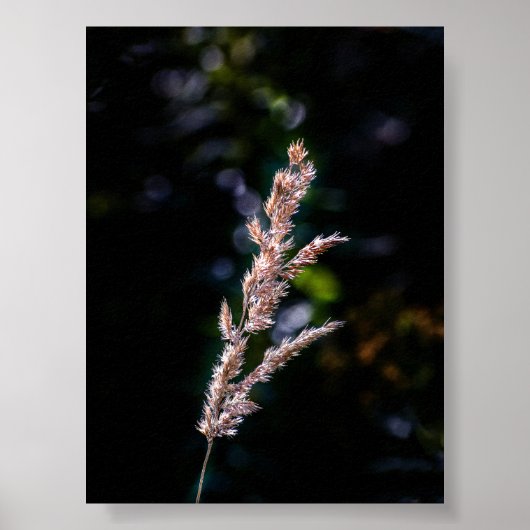 夏のファンタジー ポスター (正面)