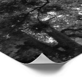 夏のマグノリアツリーBW ポスター (角)