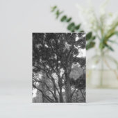 夏のマグノリアツリーBW ポストカード (スタンド正面)