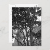 夏のマグノリアツリーBW ポストカード (正面/裏面)