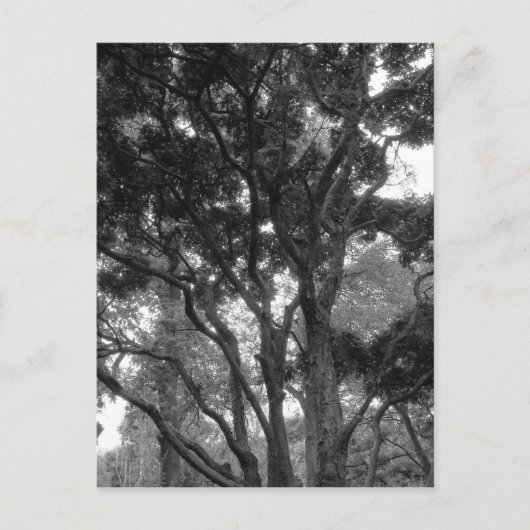 夏のマグノリアツリーBW ポストカード (正面)