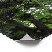 夏のマグノリア ポスター (角)