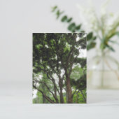 夏のマグノリア ポストカード (スタンド正面)