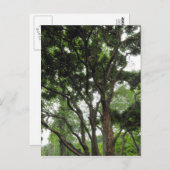 夏のマグノリア ポストカード (正面/裏面)