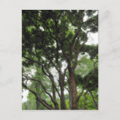 夏のマグノリア ポストカード (正面)