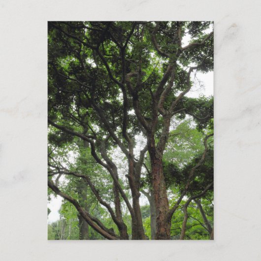 夏のマグノリア ポストカード (正面)