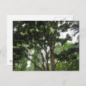 夏のマグノリア ポストカード (正面/裏面)