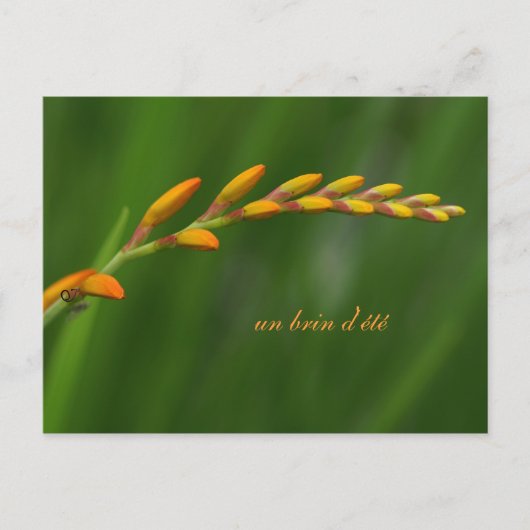 夏の一瞬間 ポストカード (正面)