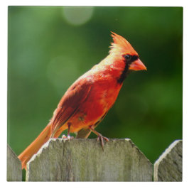 夏の北（鳥）ショウジョウコウカンチョウ自然写真 タイル