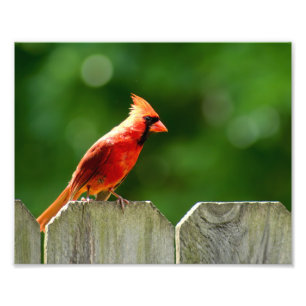 夏の北(鳥)ショウジョウコウカンチョウ自然写真 フォトプリント