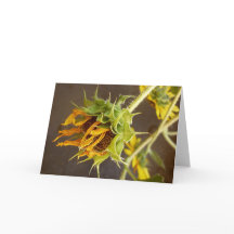 夏の周期のブランクの挨拶状