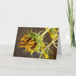 夏の周期のブランクの挨拶状 カード