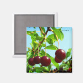 夏の喜び – 赤いさくらんぼ マグネット (正面/裏面)