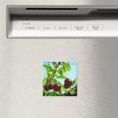 夏の喜び – 赤いさくらんぼ マグネット (インサイチュ (食洗機))