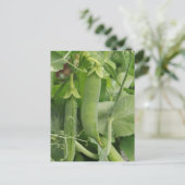 夏の小さな豆 ポストカード (スタンド正面)