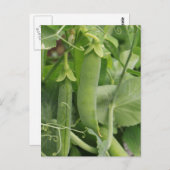 夏の小さな豆 ポストカード (正面/裏面)