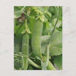 夏の小さな豆 ポストカード