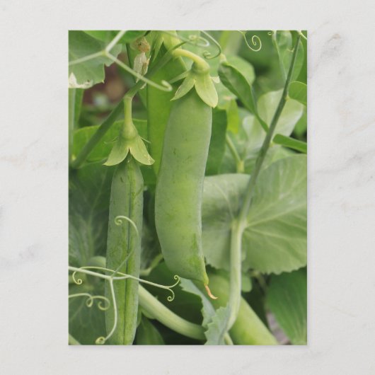 夏の小さな豆 ポストカード (正面)