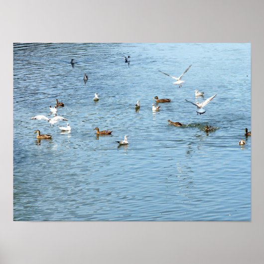 夏の川の鳥 ポスター (正面)