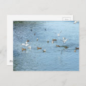 夏の川の鳥 ポストカード (正面/裏面)