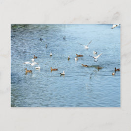 夏の川の鳥 ポストカード