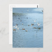 夏の川の鳥 ポストカード (正面/裏面)