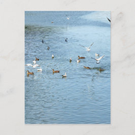 夏の川の鳥 ポストカード