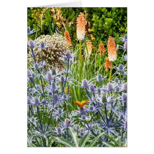 夏の庭の油濁蝶 (正面)