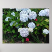 夏の庭の青いアジサイの花 ポスター (正面)