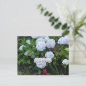 夏の庭の青いアジサイの花 ポストカード (スタンド正面)