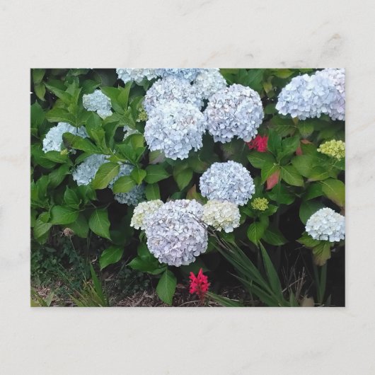 夏の庭の青いアジサイの花 ポストカード (正面)