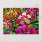 夏の庭はがき ポストカード (正面)