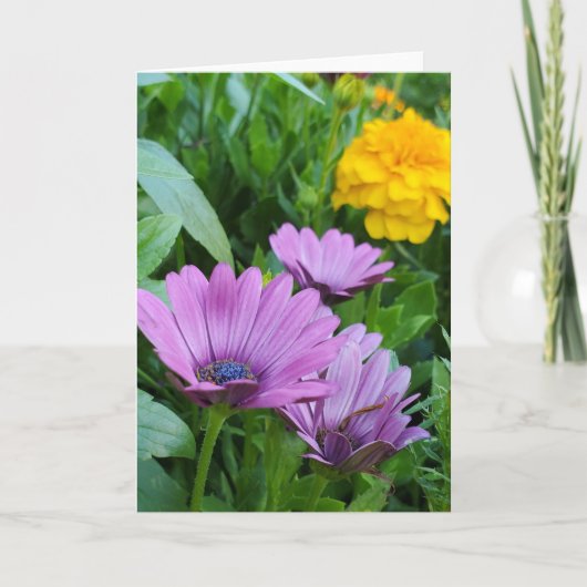 夏の庭 カード (正面)